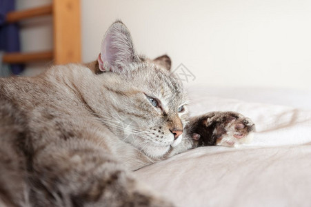 放松休息的猫咪图片