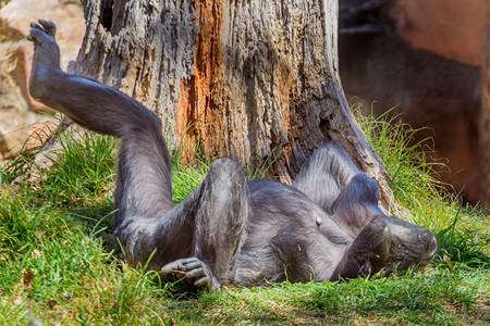 野生动物小憩灵长类一只黑猩在睡觉醒来后伸展腿部图片