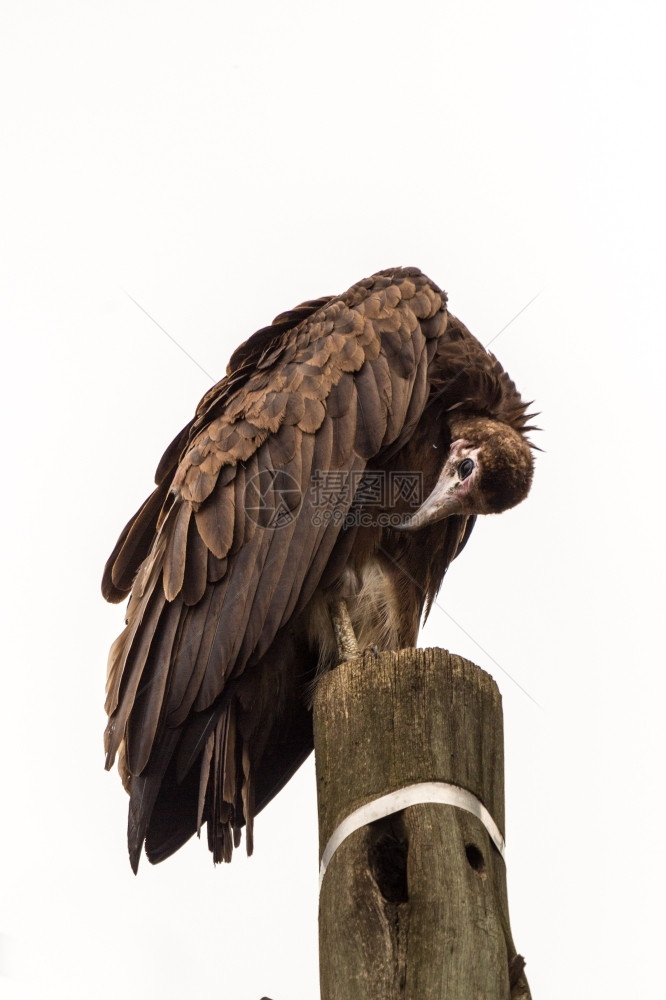 非洲人秃鹫野生动物一只大秃鹰站在木电线杆上头朝下图片