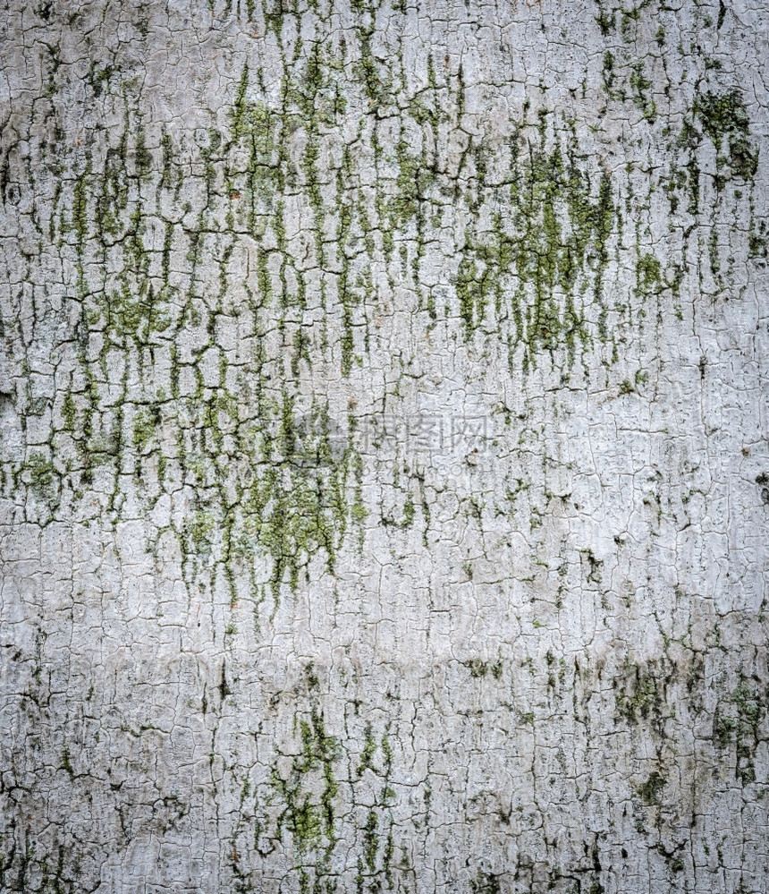 裂缝棕色的棕榈树皮纹理背景图片