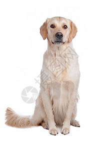 犬类动物拉布多重新挖掘布多在白色背景上被孤立的拉布多出去图片