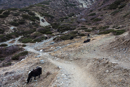 荒芜的山上有牛羊在吃草图片