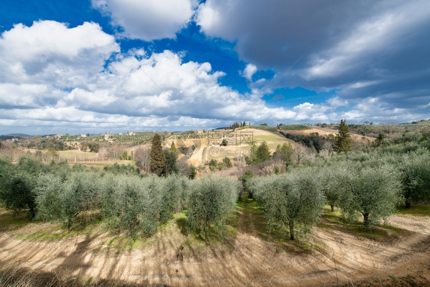 葡萄酒意大利托斯卡纳Chianti山谷的橄榄园和葡萄有机的生产图片