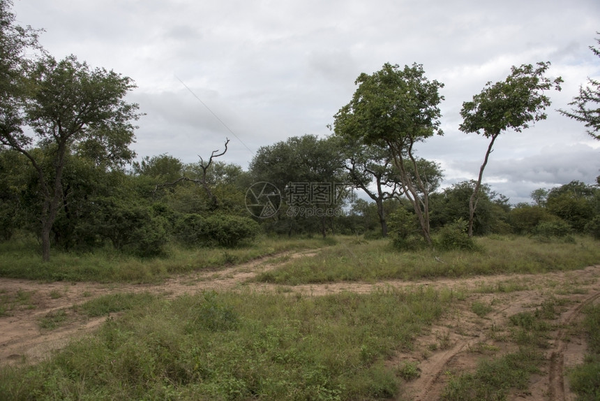 预订树木克鲁格位于非洲南部靠近休斯普鲁特的自然保护区图片