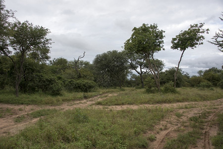 预订树木克鲁格位于非洲南部靠近休斯普鲁特的自然保护区图片