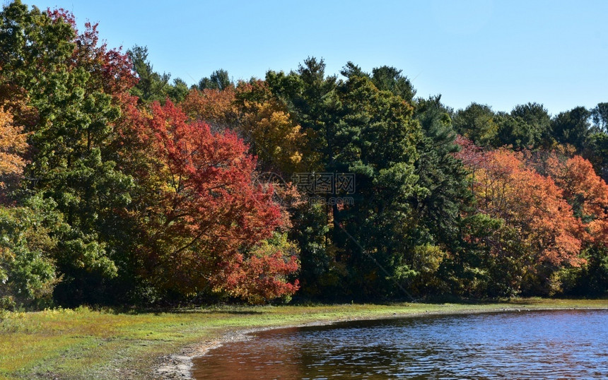秋天湖边多彩的树叶图片