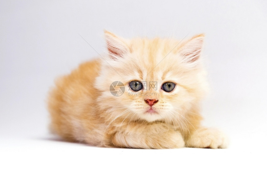 可爱的橘猫小奶猫图片