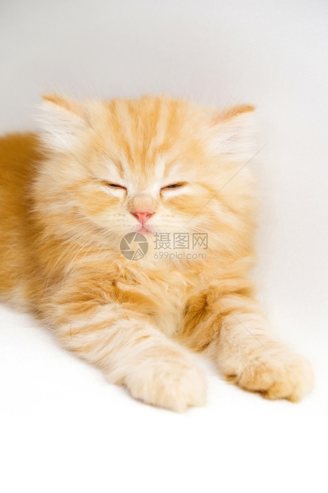 可爱的橘猫小奶猫图片