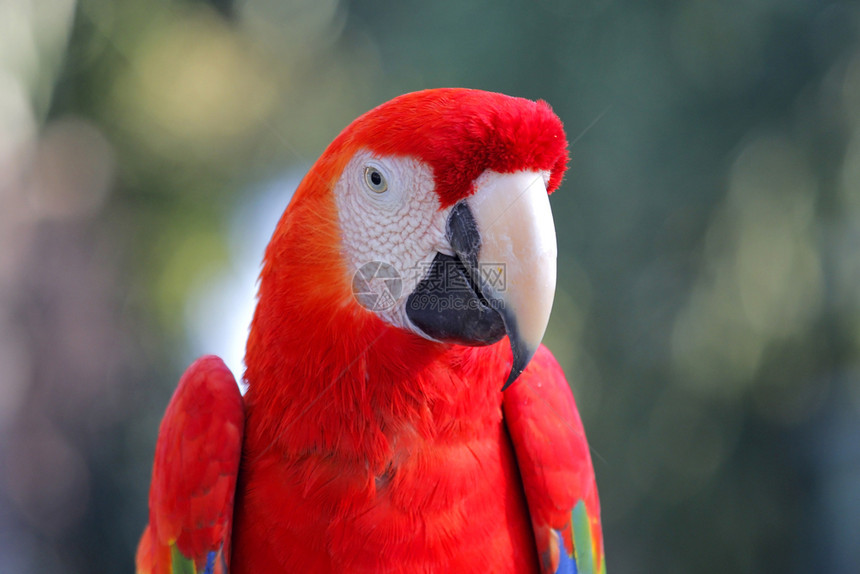 飞行禽类动物园中美丽的金刚鹦鹉照片自由图片