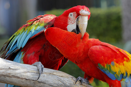 飞行自由动物园中美丽的金刚鹦鹉照片门户14图片