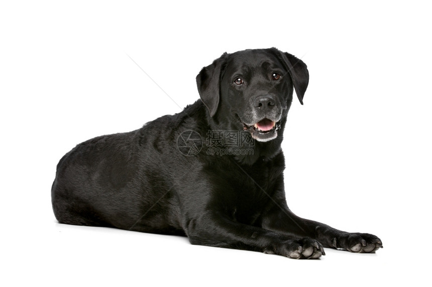 十一岁黑色拉布多十一岁黑色拉布多在白背景前宠物我是寻回犬图片