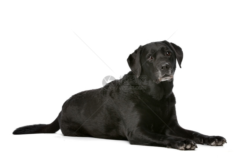 十一岁黑色拉布多十一岁黑色拉布多在白背景前动物犬类黑色的图片