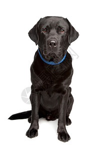 黑色拉布拉多犬动物纯种高清图片