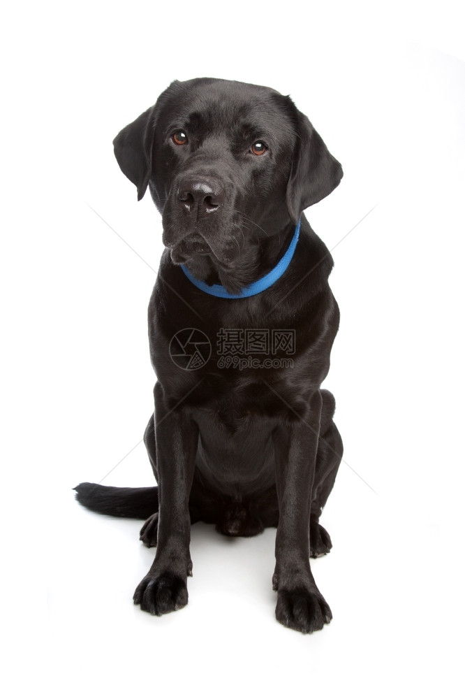 我是白色背景面前的黑拉布多采集器黑色拉布多提取器白色的寻回犬图片