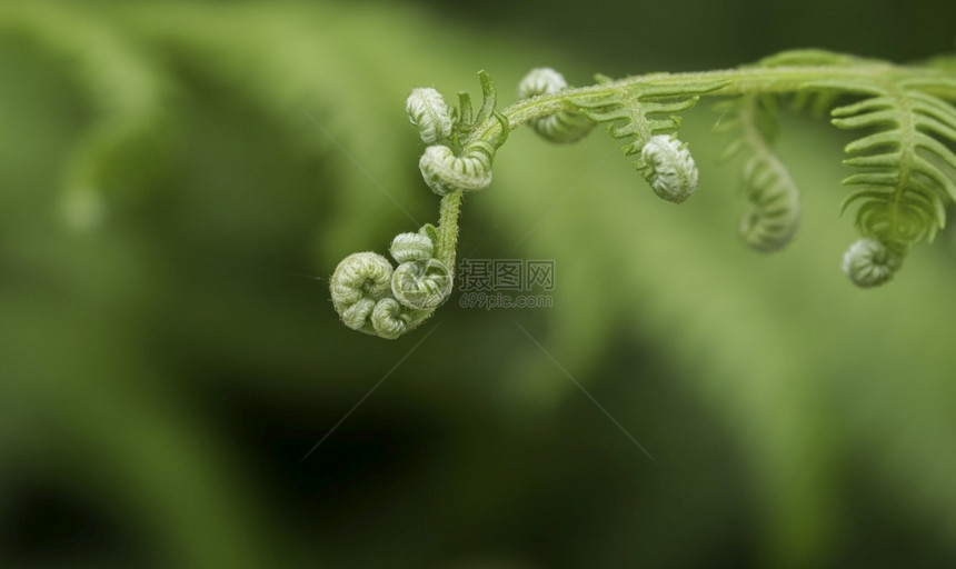 叶子含有绿色回声的群居中天然发酵植物的宏细节美丽图片