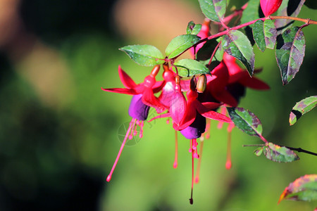 滴耳液盛开的花朵红色和紫fuchsia玛贝拉尼卡花朵绽放绿色图片