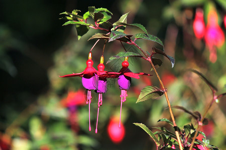 盛开的花朵红色和紫fuchsia玛贝拉尼卡花朵紫色的植物开花图片
