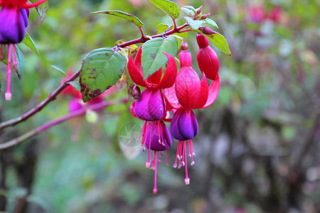 自然盛开的花朵红色和紫fuchsia玛贝拉尼卡花朵绽放植物群图片