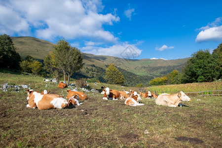 草地上休息的牛群图片