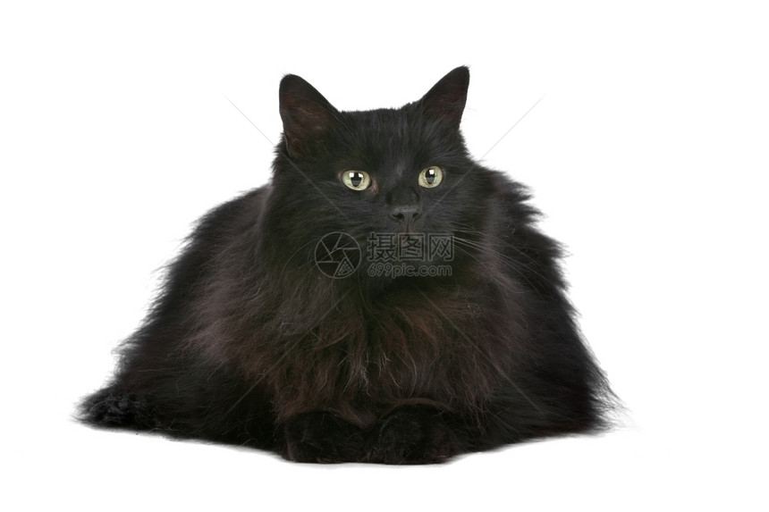 趴在地上的可爱黑色猫咪图片