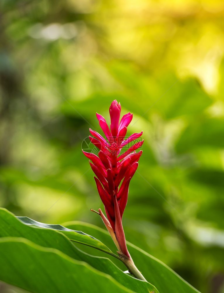 树叶热带鲜红金姜树AlpiniaPurpurata一种充满活力的粉红色热带花朵门户14生姜图片