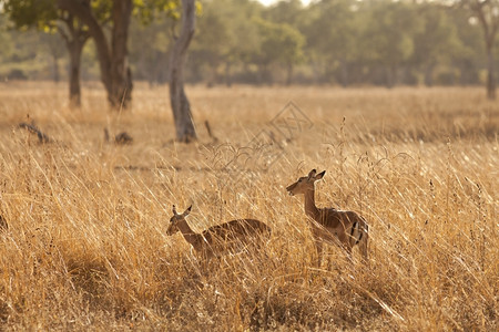 在非洲丛林中行走的野瞪羚羊哺乳动物自然图片