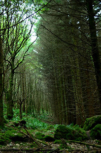 邓韦根摄影森林苏格兰斯凯岛图片