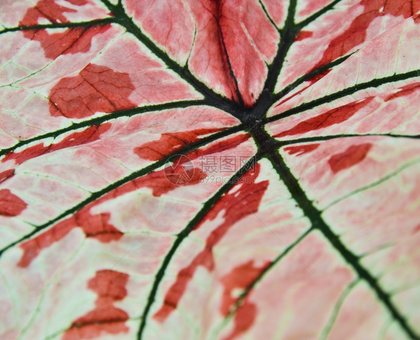 关闭卡拉迪姆的叶自然丰富多彩的抽象图片