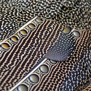 热带阮詹巨大的阿尔古斯羽毛背景的多彩型鸟类羽毛棕色的图片