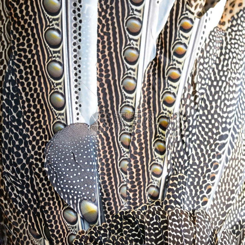 巨大的阿尔古斯羽毛背景的多彩型鸟类羽毛野生动物棕色的阿格斯图片