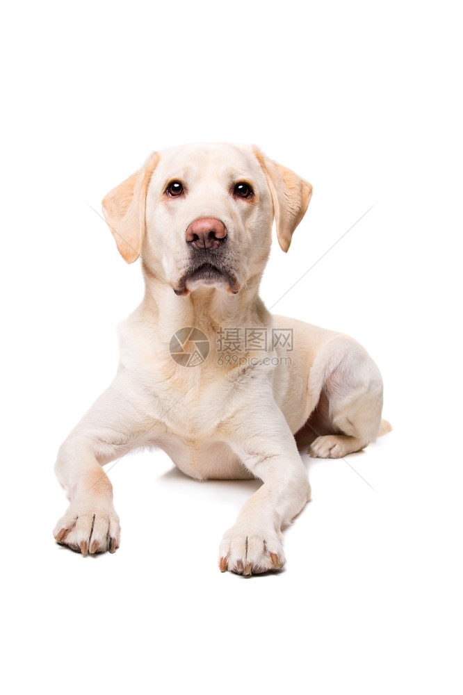 一种年轻的拉布多狗年轻的布多狗在白色背景面前的拉布多狗白色的图片