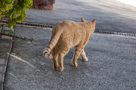 走在路上的橘猫图片