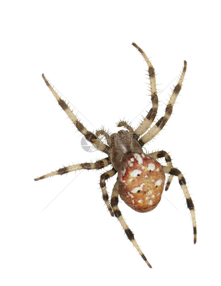 女蜘蛛阿兰乌斯马尔莫鲁在白色背景上绞刑野生动物蠕变图片