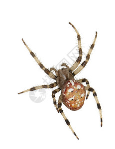 女蜘蛛阿兰乌斯马尔莫鲁在白色背景上绞刑野生动物蠕变图片