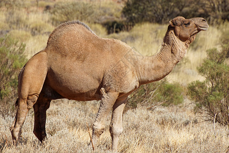 澳大利亚北部地区阿拉伯骆驼北区动物内陆单峰骆驼图片