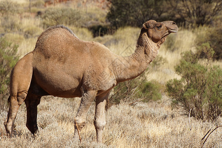 哺乳动物单峰驼旅游澳大利亚北部地区阿拉伯骆驼北区图片