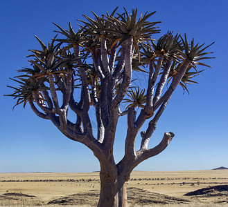 纳米比亚布沙漠努阿克卢夫特公园的箭袋树芦荟旅行景观干燥图片