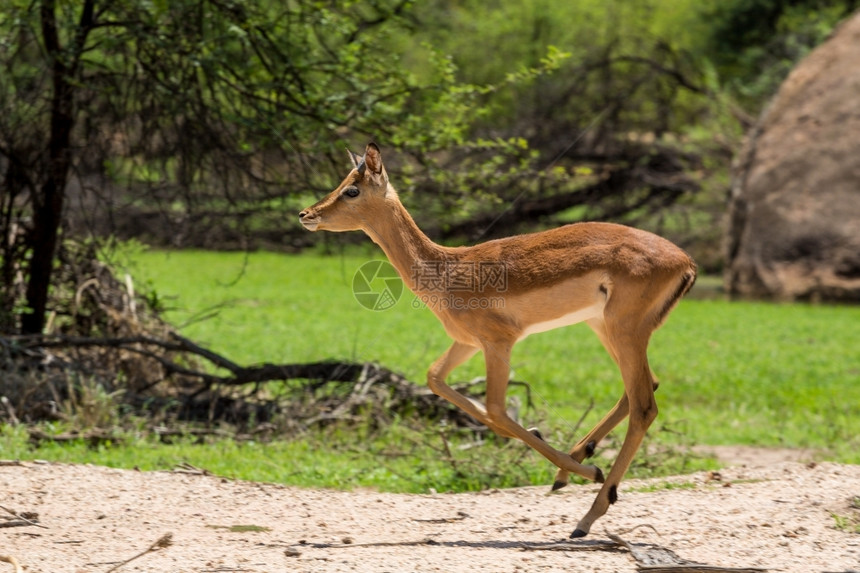 非洲博茨瓦纳哈罗内狩猎保护区Impala黑斑羚游戏图片