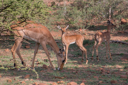 黑斑羚博茨瓦纳Mokolodi自然保护区的Impala家庭非洲人荒野图片