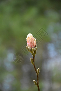 飞沫萌芽美丽的粉红木兰花树在春秋开雨滴图片