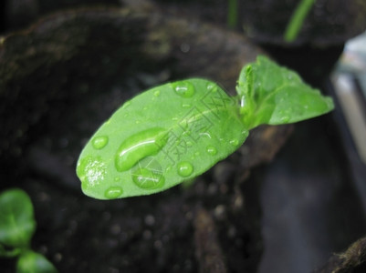 降低天泥炭玻璃和露的绿色植物新增长水图片