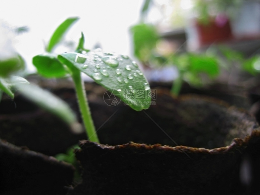 降低泥炭玻璃和露的绿色植物新增长自然的图片