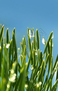 自然水滴绿色草上水清蓝背景背景图片