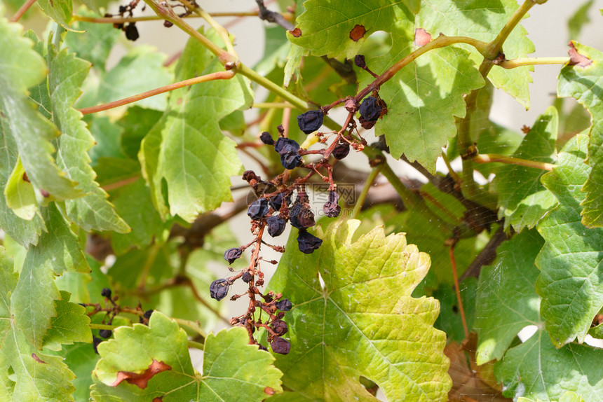 花园葡萄树上一堆腐烂的葡萄正面藤蔓图片