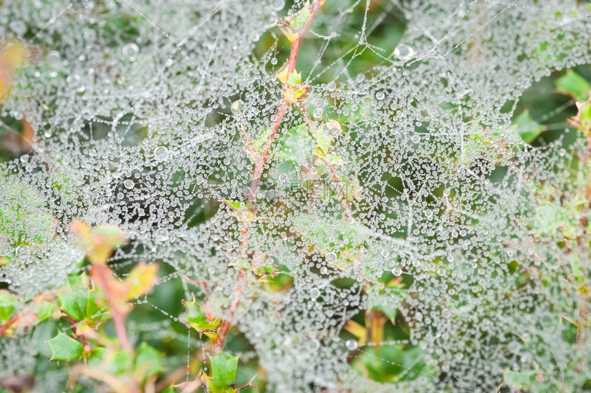 雨滴夜露紧粘在蜘蛛网上一种露滴图片