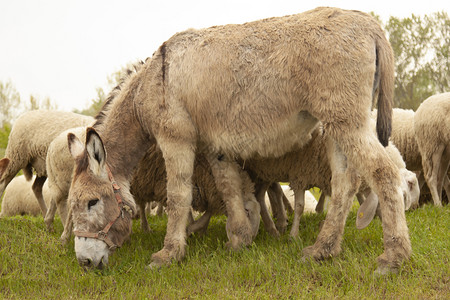 丘陵宠物农业一群放牧的动物驴和羊图片