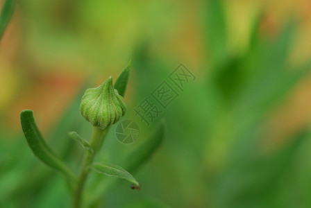 花园新的芽果多年生图片