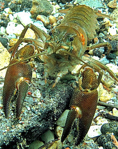 小龙虾潜水图片