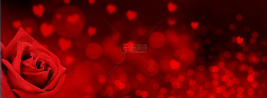 散景心形上的一朵红玫瑰全景尺寸的红色模糊灯光背景天花的图片