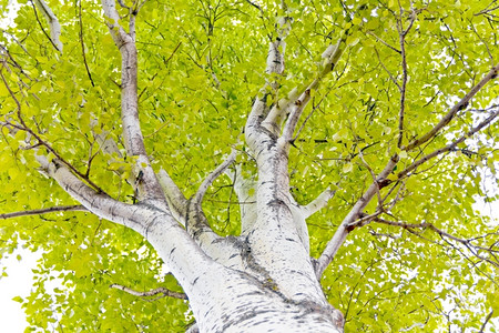 桦木绿色夏季照片树木绿叶白杨图片